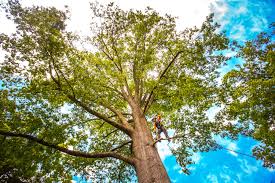 Tree Removal